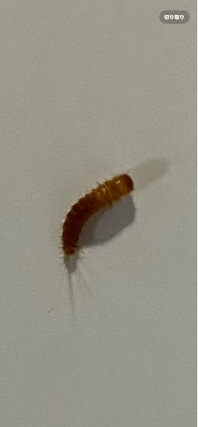 家の中にいたんですが、この虫は何ですか？