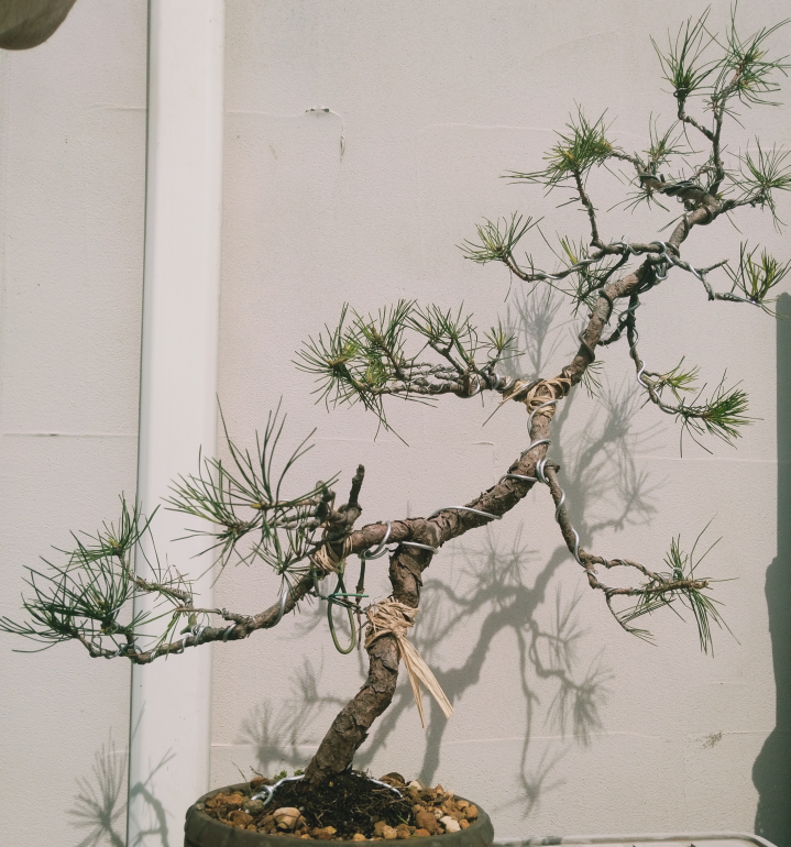 赤松文人木盆栽　　古さ◎芽切り済　小品盆栽 山採り赤松 文人木 盆栽】 樹齢：約40年 樹高：32㎝ 樹幅：70