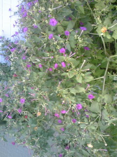 この花は 何という花ですか 黒い種を持ちます 子供の課題で調べて Yahoo 知恵袋