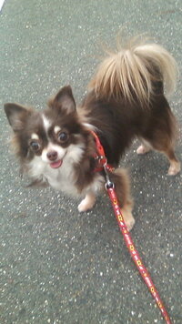我が家の愛犬が水頭症で立ち上がれない状態です 安楽死を家族と Yahoo 知恵袋