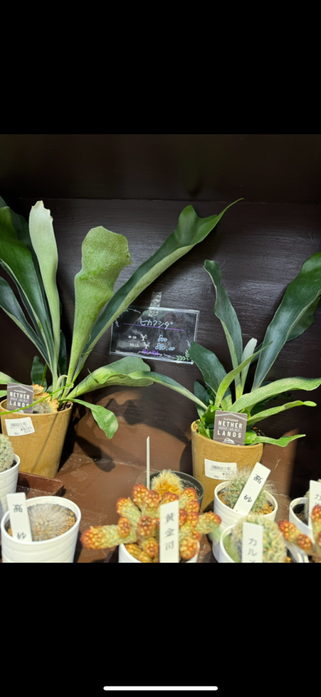 ビカクシダについて質問です。 - スーパーで800円のビカクシダネ