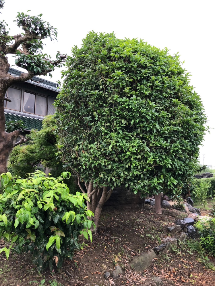 キンモクセイの剪定素人です。写真のキンモクセイですが、高さ3Mほど