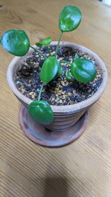 観葉植物ピレアペペロミオイデスパンケーキプランツ1週間ほど前に購入
