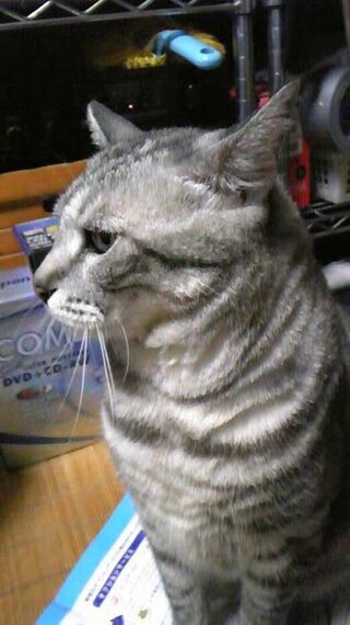 我が家の猫が最近水をよく飲みます どう見ても飲みすぎだと思います Yahoo 知恵袋