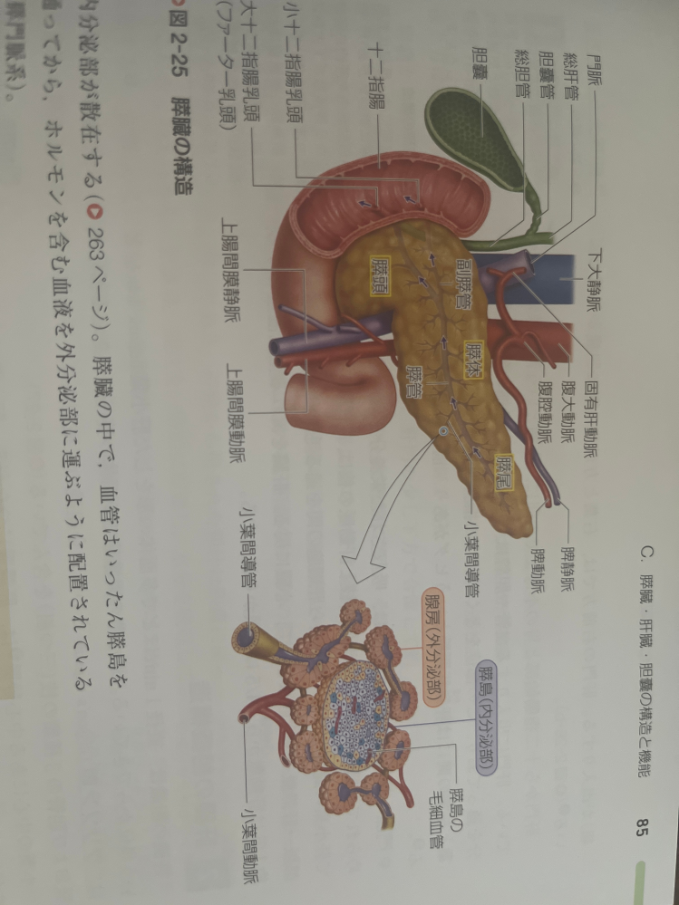 看護学生です。 人体構造機能学（解剖？）の、どこが重要かわかりません。講義で配られたプリントを参考にして勉強しているのですが、教科書の量に比べて少なすぎて心配です。 教科書に載っている写真のような詳しい部位などは覚えるべきでしょうか？（肝臓、膵臓、胃、舌など） 過去問がないので勉強方法がわかりません。