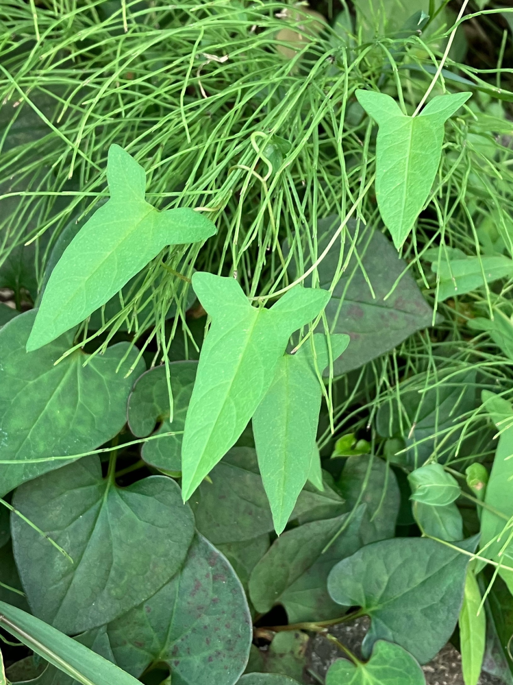 近所に生えてた葉っぱです この先が尖った葉っぱは何という植物ですか？ - コヒルガオです