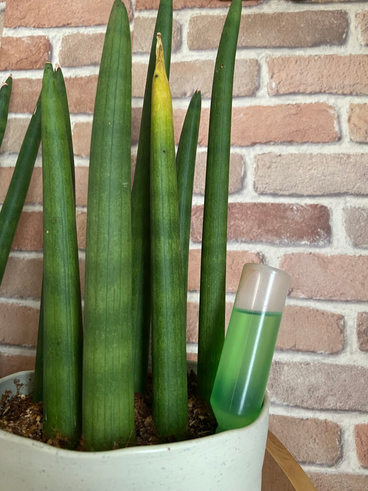 こんにちは！初めて質問させてもらいます。サンスベリアスタッキー（偽