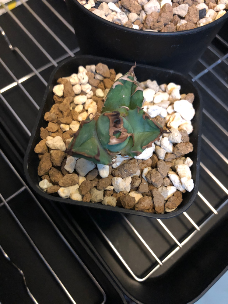 ノーネーム 実生 子株 変異 ノーネーム 実生 子株 変異