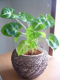 この観葉植物の名前を教えてください 種類はサトイモ科だと思うのです Yahoo 知恵袋