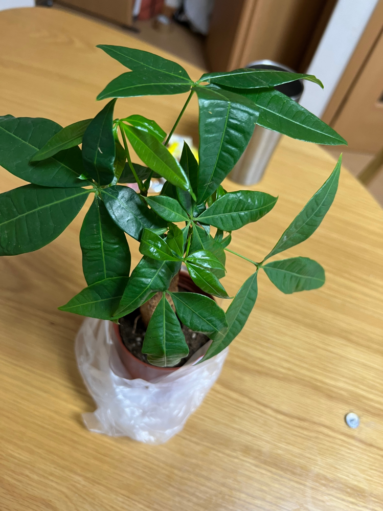 パキラについて質問です。先日、ダイソーでパキラを買いました。観葉植