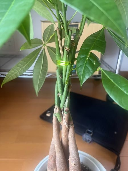 パキラなのですが、購入した当初から、茎が縛ってありました。これは