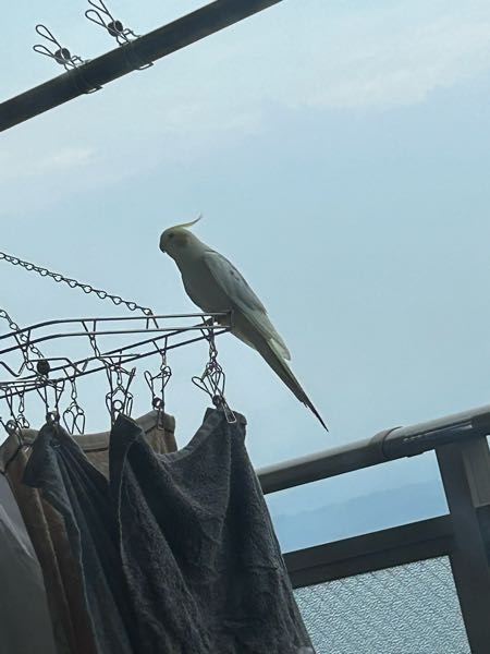 ベランダに見知らぬインコが居ます。 どうするべきでしょうか。 定期的に鳴いていて、30分以上その場から動きません。