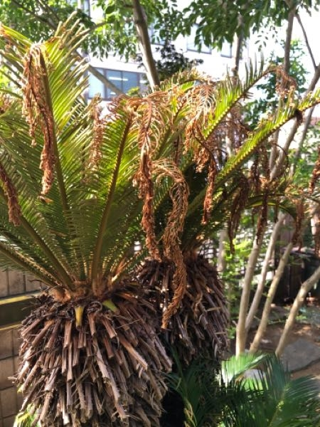 庭のソテツの新芽が枯れてしまいました。20年近くそんな事はありません 
