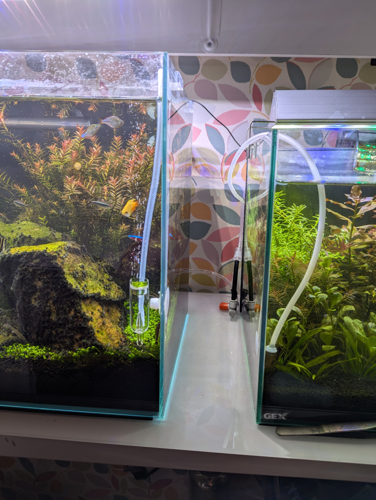 サイフォンの原理での水槽連結について質問です。この高低差で左60c 