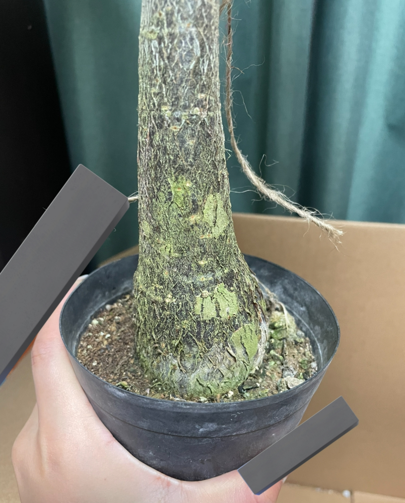 実生パキラの鉢サイズついて実生のパキラミルキーウェイをお迎えしまし