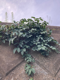 近所に生えていた雑草です。この植物が何か、分かる方お教えください。... - Yahoo!知恵袋