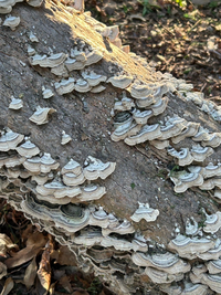 このキノコ何キノコかわかる方いますか？
近所の公園に生えてました。触っても大丈夫でしょうか？ 