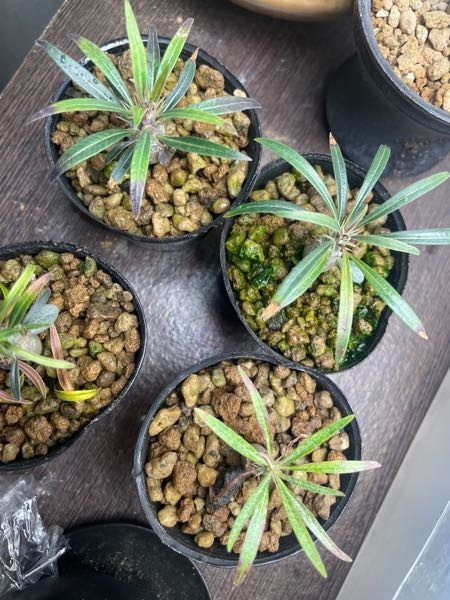 パキポディウムグラキリス実生株について質問です。室内LEDで管理し