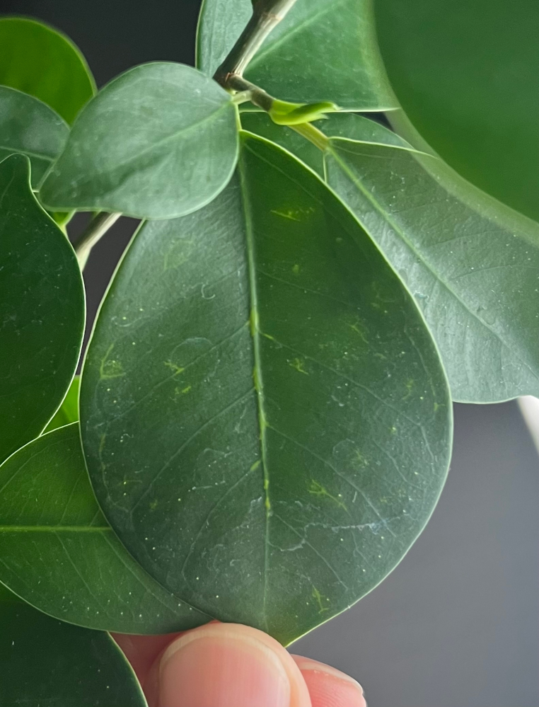 観葉植物についての質問です 私は最近ガジュマルを家で育て始めたのですが、写真のような白い線？のようなものが出てきました。 これについて原因や改善方法について教えて欲しいです。よろしくお願いします。