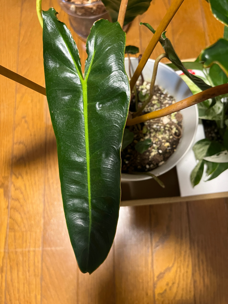 メルカリで楽天1番公式アカウント10という方から商品をご購入下さった