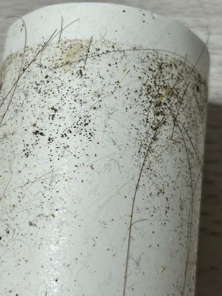 ヒメマルカツオブシムシについて質問です。 最近ベット周りにヒメマルカツオブシムシの幼虫？ がいて、とりあえずお掃除をしたのですが、 写真の黒い粒粒が床や、ベットと壁の下あたりに ありました。何かの卵でしょうか( ; ; ) 調べたらヒメマルカツオブシムシの卵は 淡黄白色と書いていたので違うかとも思ったのですが、 ただの黒いゴミと思うのも不安で…。 知識のある方よろしくお願いします！