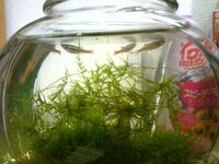 ４ヶ月ほど前からアカヒレを飼っています ２リットルの水槽に水草はマ Yahoo 知恵袋
