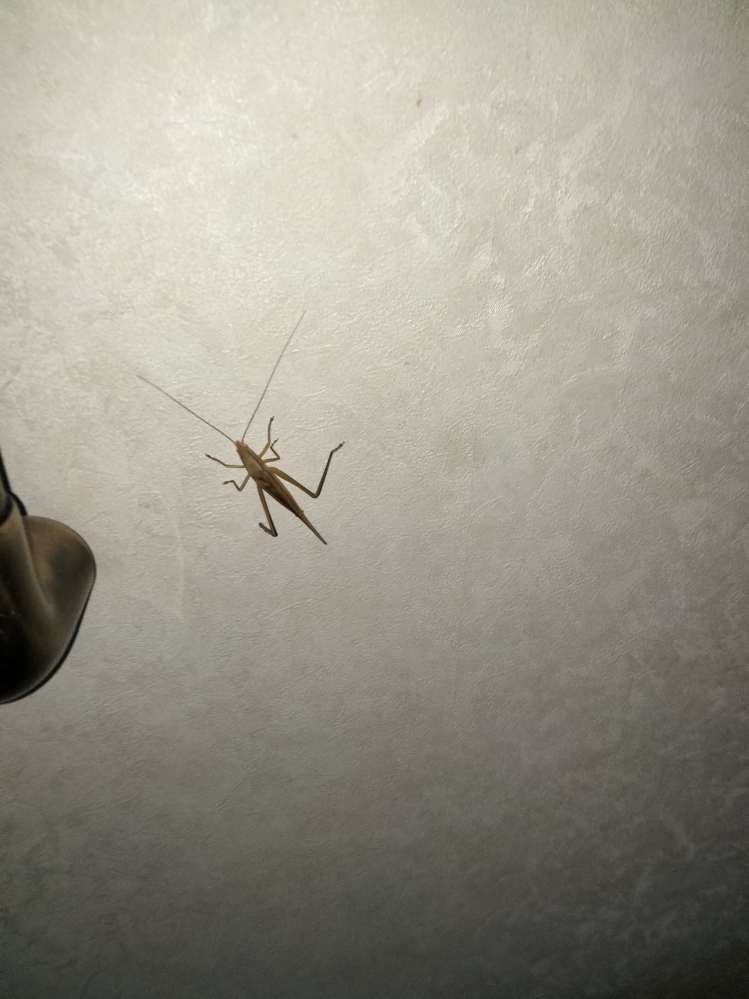 至急です泣 洗濯物を取り込んだ時こんな虫が入ってきて今玄関にいます、、 電気を消してドアを開けているのですが出ていってくれません、、 どうしたら追い出せますか？