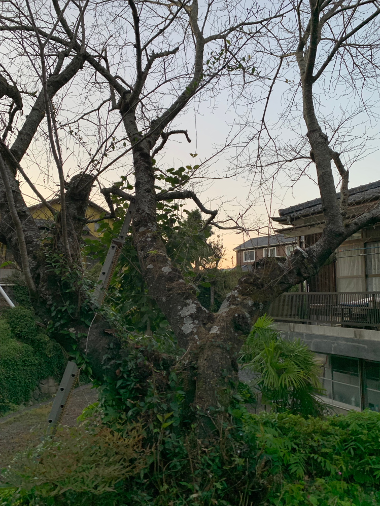 桜の剪定について - 写真のような桜ですが、根本から3方向に太い幹 
