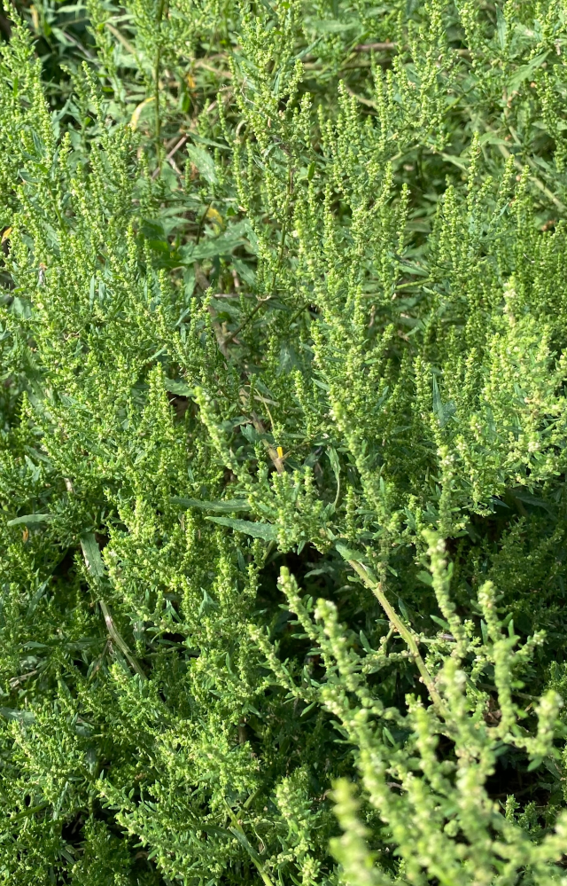 この草の名前が知りたいです。 虫が寄ってこなさそうな草で、庭に生えてたら景色良さそうって思いました。