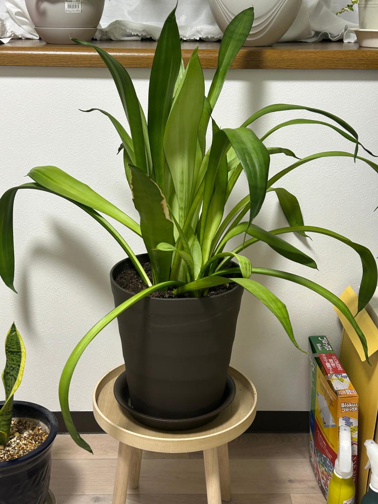 この植物の名前はなんですか？ わかる方教えてください！お願いします！