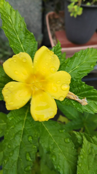 教えてください！
こちらの花の名前を探しています
どなたかお分かりになられる方教えて頂きたいです
よろしくお願いします。 