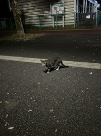 地元の猫なんですけど、まだ仔猫ですかね？道の落ちた食いカスとか食べてます、それと保護できればしたいのですが、自分で保護できないんですけど、こういう時はどこに連絡するべきでしょうか？ 成猫なら保護は必要無いと思うのですが、仔猫ならどこか連絡できるなら連絡したいです