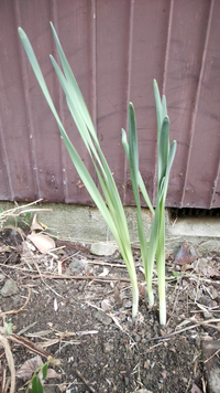 自宅の敷地内に突然 長ネギのような植物(添付画面)が生えました。
本物の長ネギでしょうか？ 