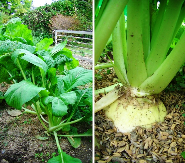 こちらの野菜は何なのでしょうか？ 去年、菜の花の苗を植えましたが、 うまく育てられなかったので、結局食べることもできませんでした。 そこに花が咲いたので種取りして今年秋にまきました。 ところがこんな大きな葉と株元には大根？カブ？のようなものが、 のぞいてきたのです。 これはいったい何というお野菜なのでしょうか？ お分かりになれます方、 ご教授の程、よろしくお願いいたします。