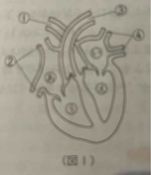 図①〜④の血管の家大動脈はどれですか？ ①ですか？ 教えてください。