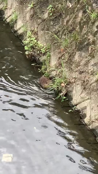 見にくいと思うのですが川にいたこの動物はなんでしょうか、？わかる方教えていただけますと嬉しいです 