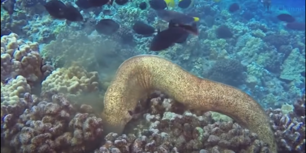 画像のウツボの近くにいるよくサンゴの近くにいるような魚は（この黒いのに限らずサンゴの近くにいる魚は）食べられないのでしょうか？ ウツボとかタコとか大型の魚とかに。あんまりきれいな色をした魚が食べられるのを見たことが無い気がするのですが。