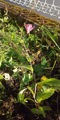 花の名前を教えてください。

画像の花を今朝、庭で見つけました。
こちらは北東北の内陸部です。
よろしくお願いいたします。 