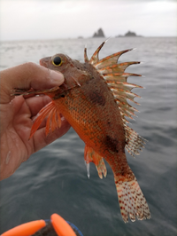 この魚の名前がわかりません。
カサゴ系だとは思うのですが… 