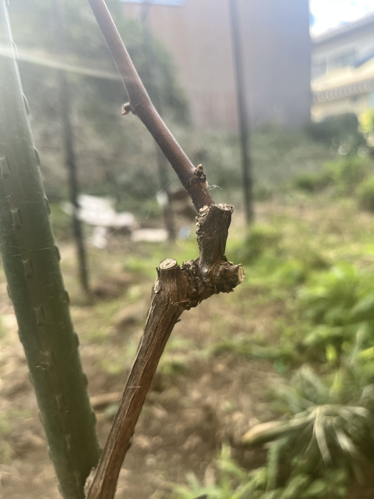 葡萄を今年の初めに植えました ○品種はデラウェアと巨峰 肥料も液肥をたまにくらいで160cmくらいの所で摘心して二本したてにしたのですがあまりにも細すぎて困っています 二本に分けた所から先は本当に爪楊枝より少し太いレベルで切り戻すしかなさそうです 根本から摘心した場所までの太さも細いえんぴつくらいで計画性もなく単に植えただけで後悔してます こらからどうするべきかアドバイスを頂けると助かります 地植えですが枝を太らせるため鉢植えにすることも考えています。