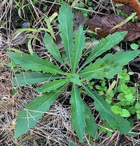 この植物はなんですか？ 