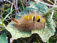 これは何の幼虫ですか？
珍しいですか？ 