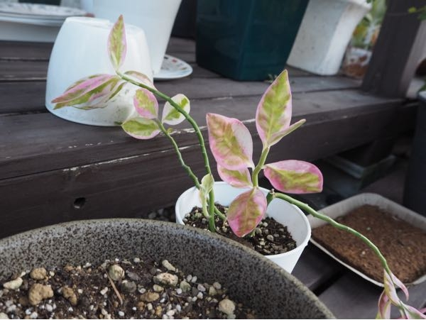 挿し木した物を頂きましたが 植物の名前がわかりません 詳しいお方様 教えてくださいません 冬の管理方法もご教授下さい