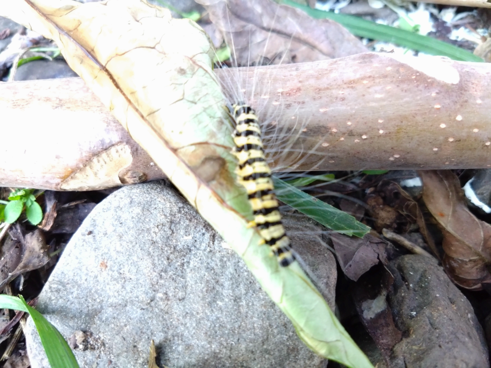 ケムシについて質問です。 写真のケムシは何の幼虫ですか？ よろしくお願いいたします