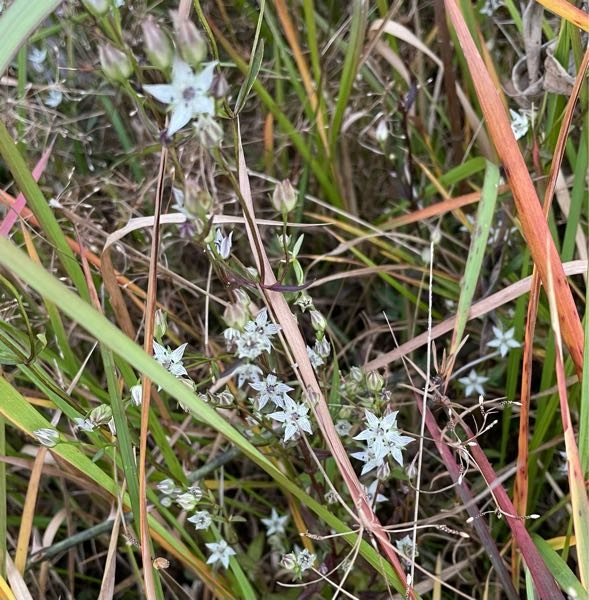 この野草の名前を教えて下さい