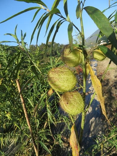 畑で見かけました。 このイガイガの付いたフウセンのような植物は なんていう植物でしょうか？