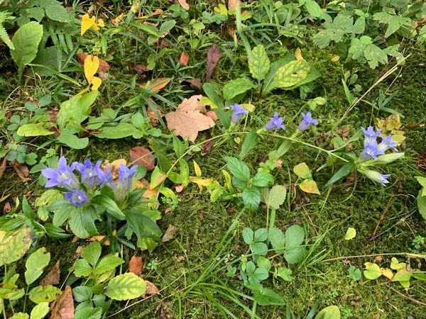 こちらは何という名前の野草？でしょうか