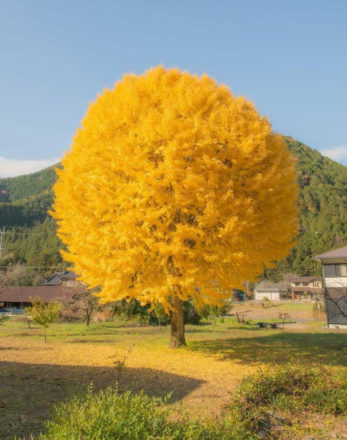 銀杏について質問です。 兵庫県にあるこの丸い銀杏の木はどこにありますか？