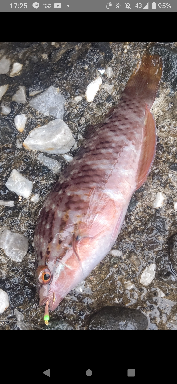 この魚の種類を教えてください あと食べられますか？