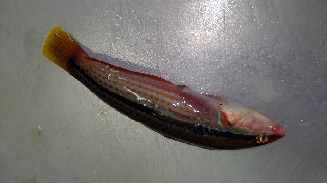 この魚の種類を教えてください あと食べられますか？